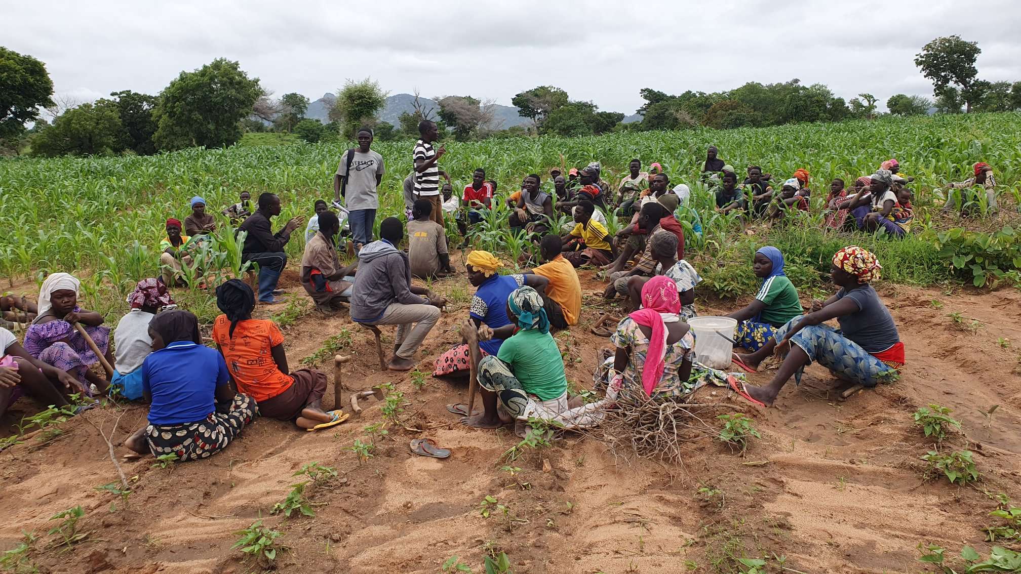 Cameroun Champs Ecole Paysans